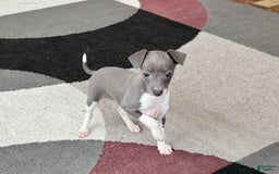 Italian Greyhound dogs for sale: Rhonda - Image 3