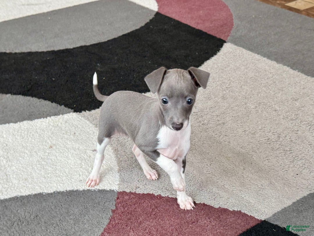 Italian Greyhound dogs for sale: Rhonda - Image 3