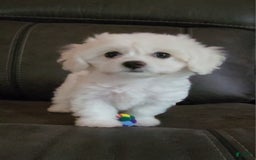 Cavachon dogs for sale: Justice - Image 2