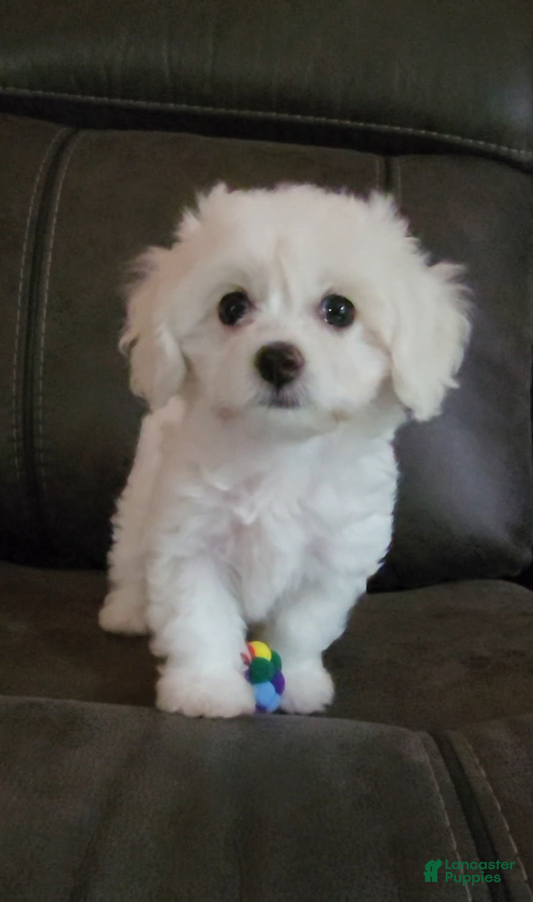 Cavachon dogs for sale: Justice - Image 2