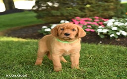 Labrador Retriever dogs for sale: Shirley - Image 5