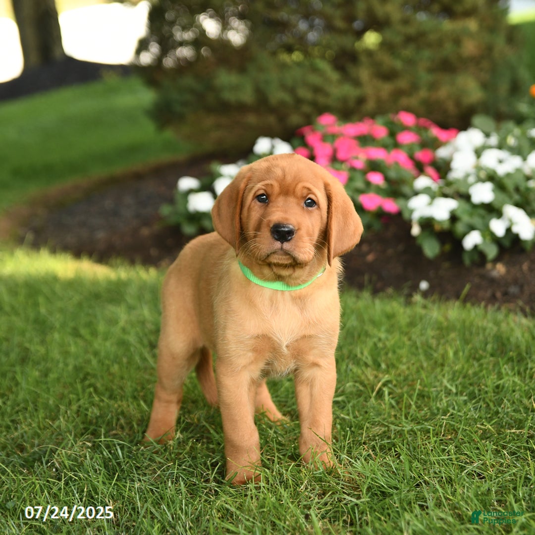 Labrador Retriever dogs for sale: Shirley - Image 5