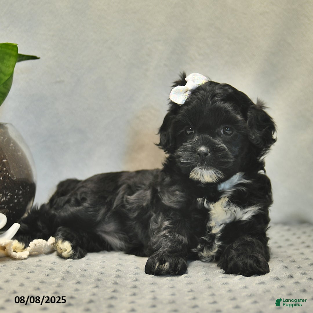 Shihpoo dogs for sale: Rose - Image 2