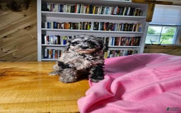 Portuguese Water Dog dogs for sale: Speckles - Image 9