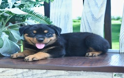 Rottweiler dogs for sale: Pearl - Image 5
