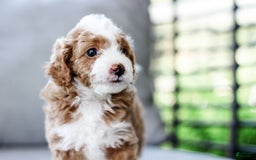 Mini Aussiedoodle dogs for sale: Cora - Image 4