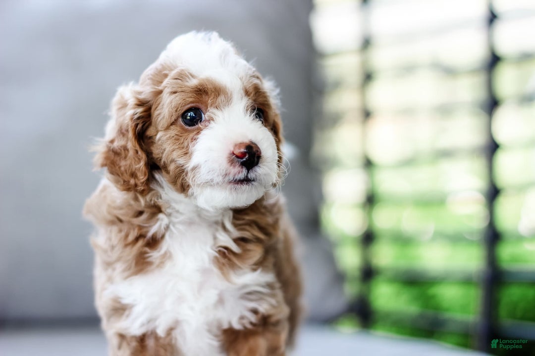 Mini Aussiedoodle dogs for sale: Cora - Image 4
