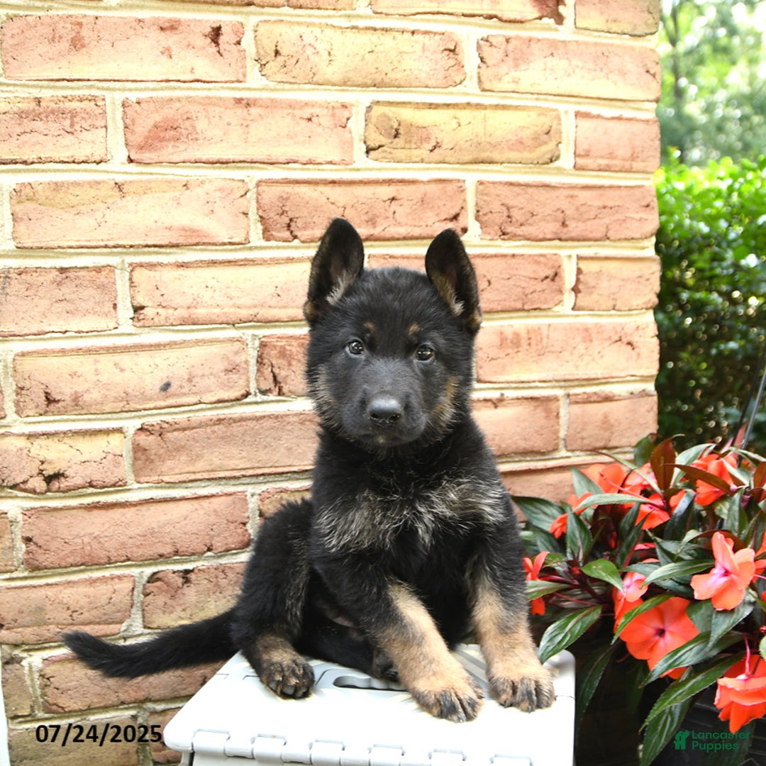 German Shepherd dogs for sale: Maverick - Image 5