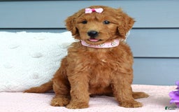 Goldendoodle dogs for sale: Cora - Image 2