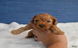 Cavapoo dogs for sale: Cavapoo 6 puppies - Image 20