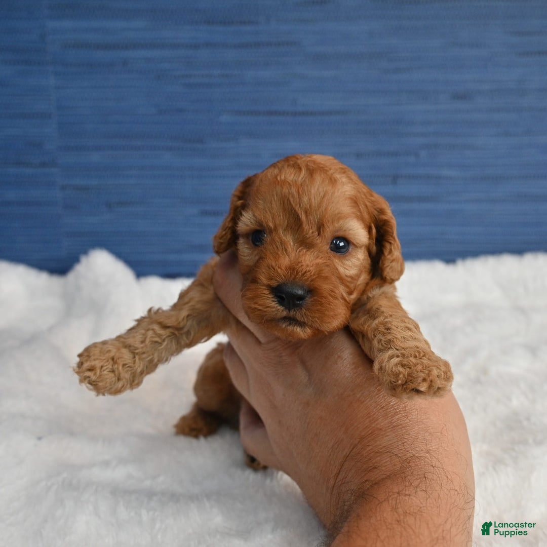 Cavapoo dogs for sale: Cavapoo 6 puppies - Image 20