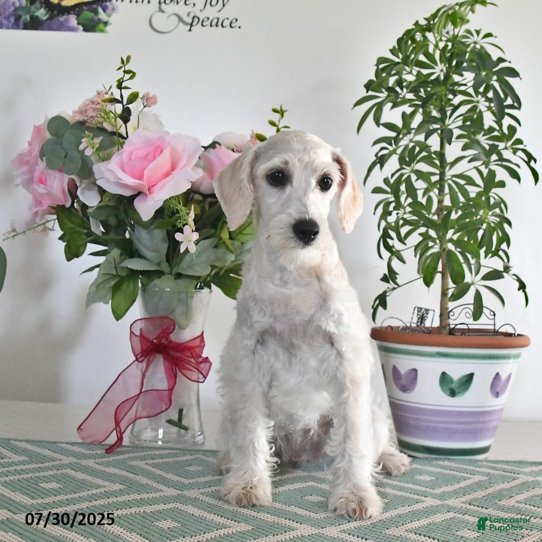 Schnoodle dogs for sale: Lily - Image 10