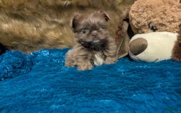 Shih Tzu dogs for sale: Tiny Jasper - Image 16