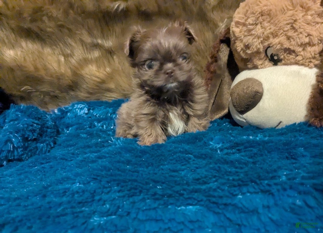 Shih Tzu dogs for sale: Tiny Jasper - Image 16