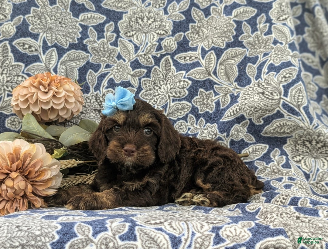Cockapoo dogs for sale: Kristy - Image 2