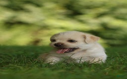 Shih Tzu dogs for sale: Milo - Image 5