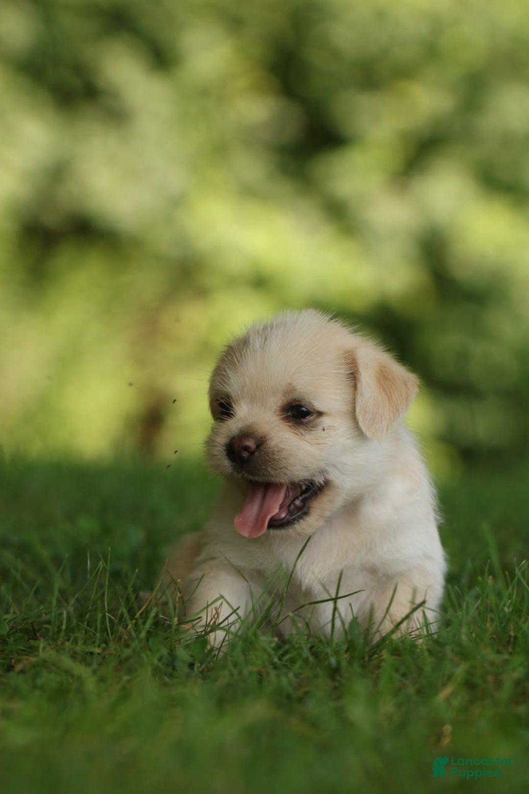 Shih Tzu dogs for sale: Milo - Image 5