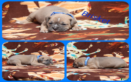 Olde English Bulldogge dogs for sale: Brisket - Image 5