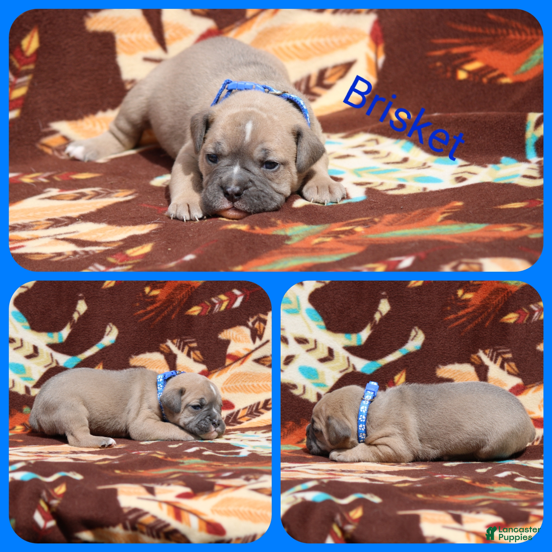 Olde English Bulldogge dogs for sale: Brisket - Image 5