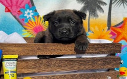 Belgian Malinois dogs for sale: Belgian Malinois Female - Image 9