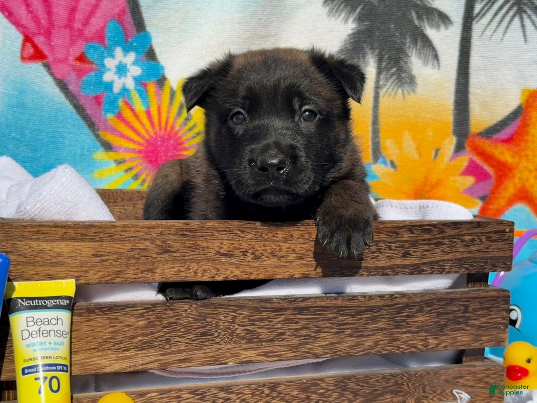 Belgian Malinois dogs for sale: Belgian Malinois Female - Image 9