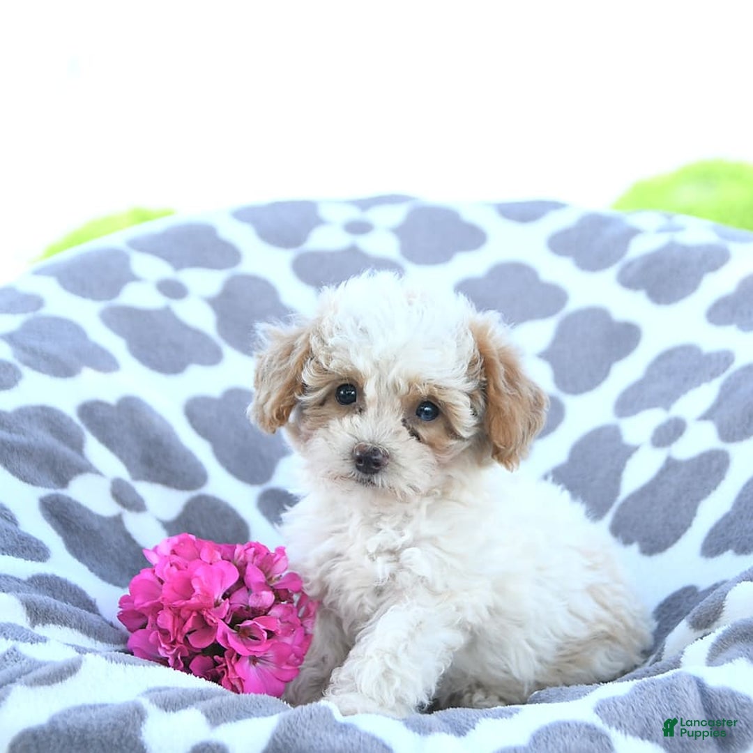 Toy Poodle dogs for sale: Karter - Image 15