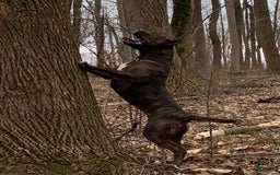 Presa Canario dogs for sale: White Boots - Image 9