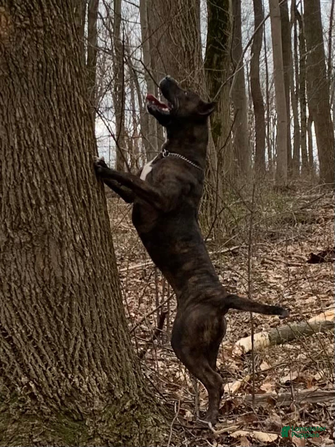 Presa Canario dogs for sale: White Boots - Image 9