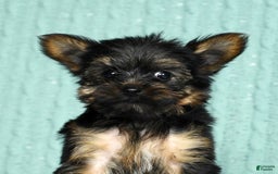 Yorkshire Terrier dogs for sale: Austin - Image 5