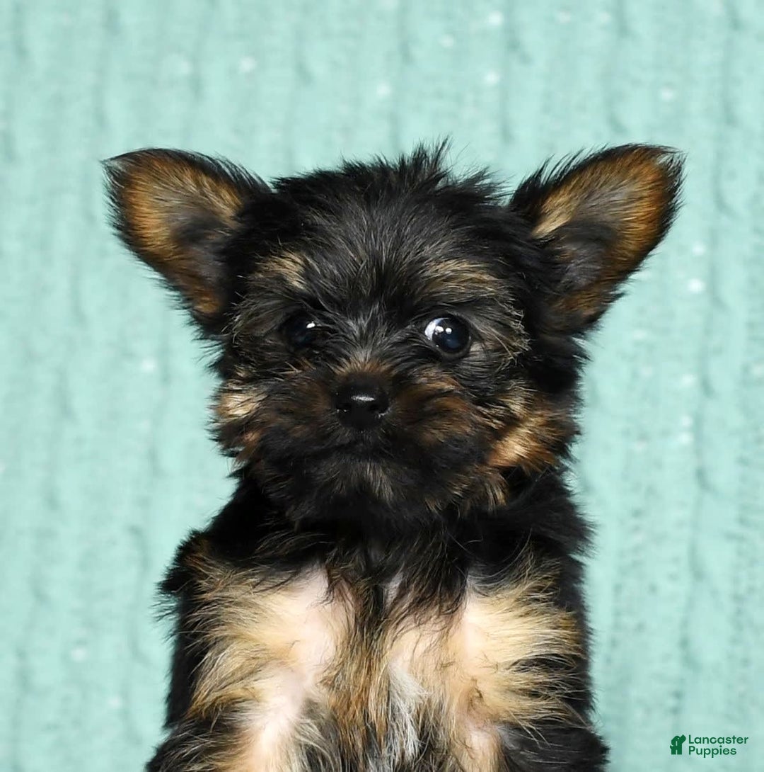 Yorkshire Terrier dogs for sale: Austin - Image 5