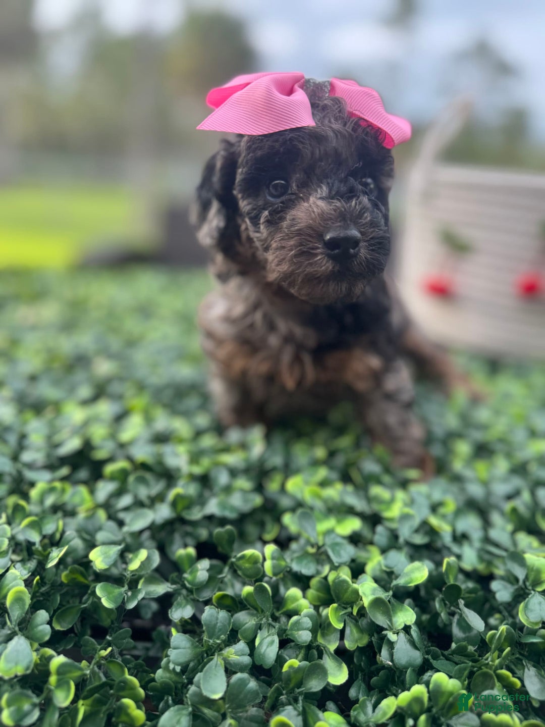 Maltipoo dogs for sale: Maria - Image 2