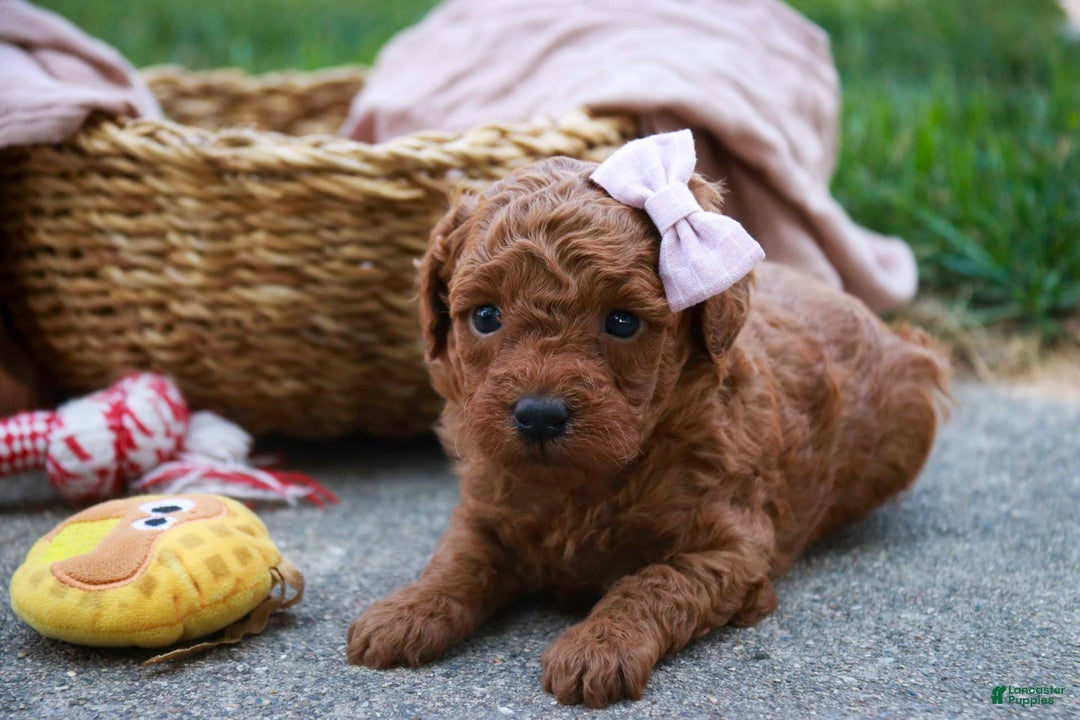 Miniature Poodle dogs for sale: Twila - Image 7