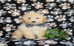 Miniature Poodle dogs for sale: Brock - Image 5