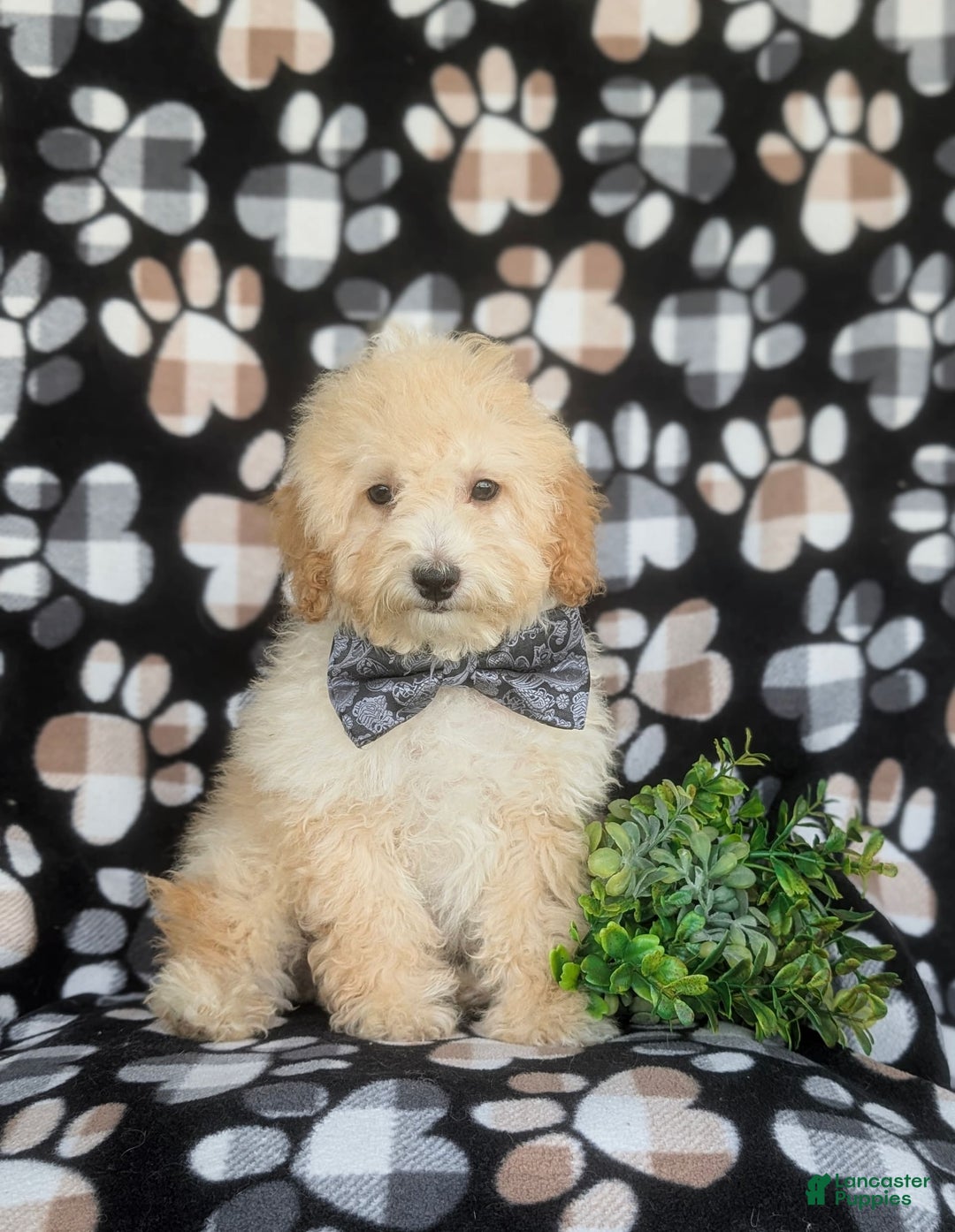Miniature Poodle dogs for sale: Brock - Image 5