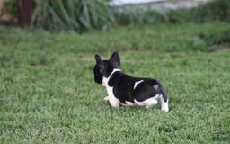 French Bulldog dogs for sale: Natalie - Image 5
