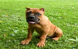 Cane Corso dogs for sale: Toby - Image 2