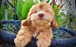 Havapoo dogs for sale: Kewtie - Image 16