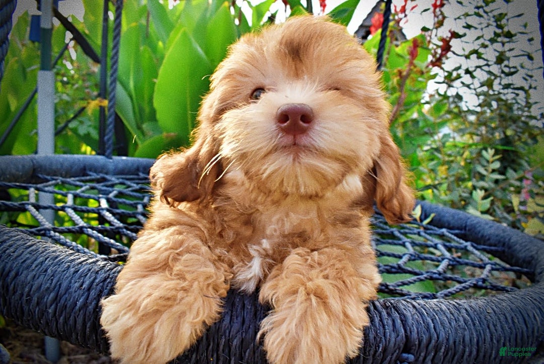 Havapoo dogs for sale: Kewtie - Image 16