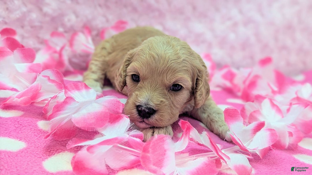 Cockapoo dogs for sale: Kurt - Image 7