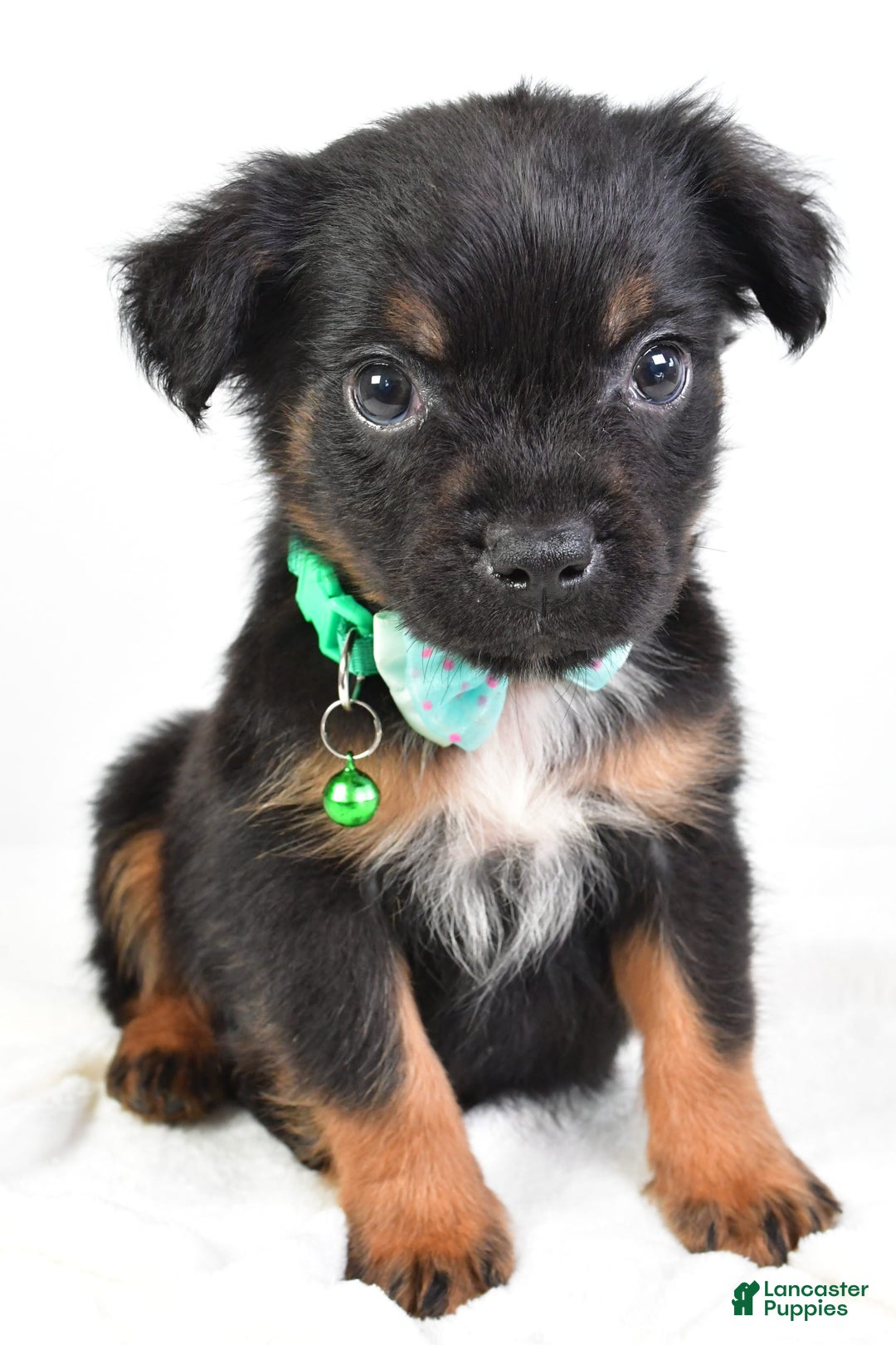 French Bulldog dogs for sale: Clyde - Image 3