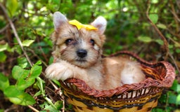 Morkie dogs for sale: Rare Gold Merle Beetle - Image 20