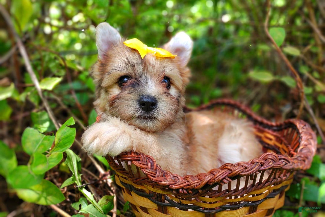 Morkie dogs for sale: Rare Gold Merle Beetle - Image 20