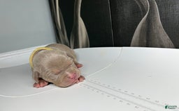 American Bully dogs for sale: Tweety Bird - Image 4