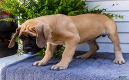English Mastiff dogs for sale: Hadley - Image 14