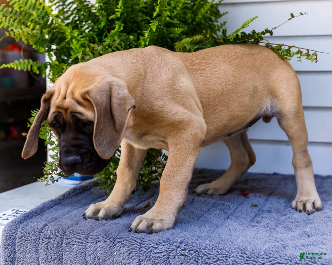 English Mastiff dogs for sale: Hadley - Image 14