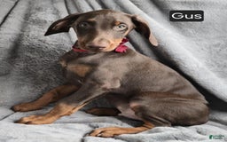 Doberman Pinscher dogs for sale: Gus - Image 4