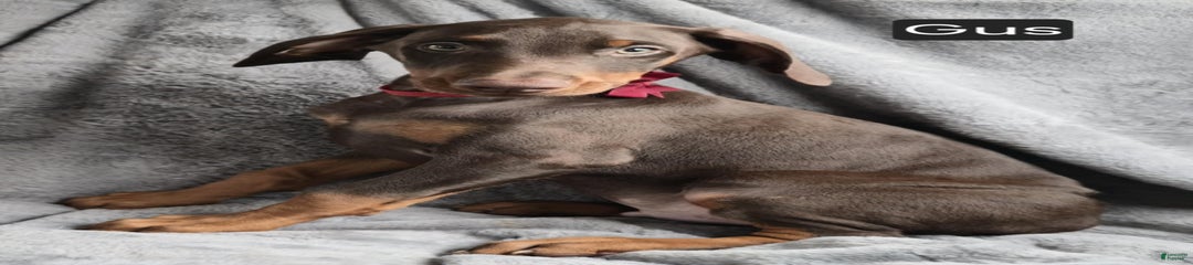 Gus