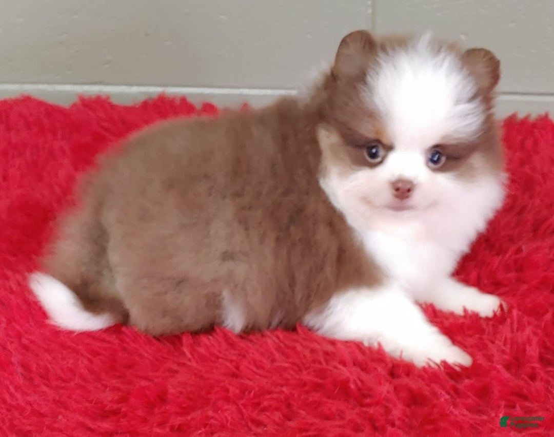 Pomeranian dogs for sale: Gunner - Image 4