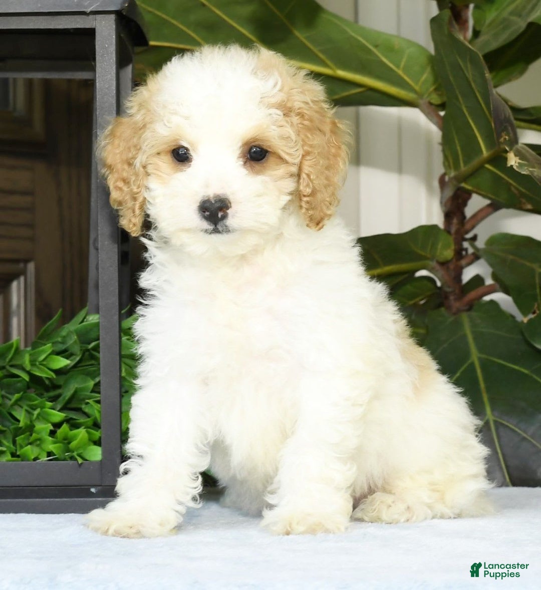 Cavapoo dogs for sale: Uriah - Image 18