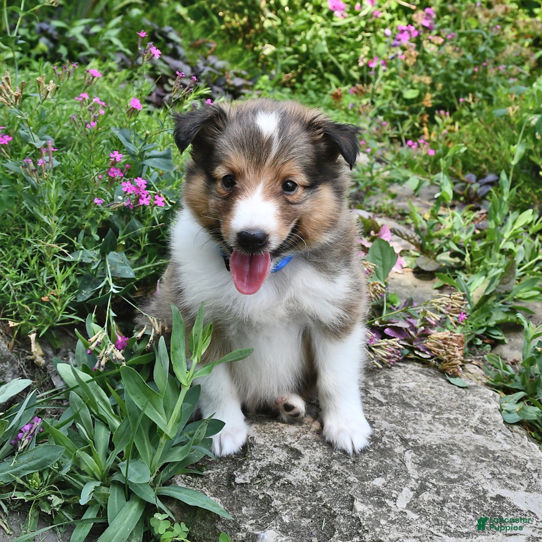 Shetland Sheepdog dogs for sale: Sam - Image 1